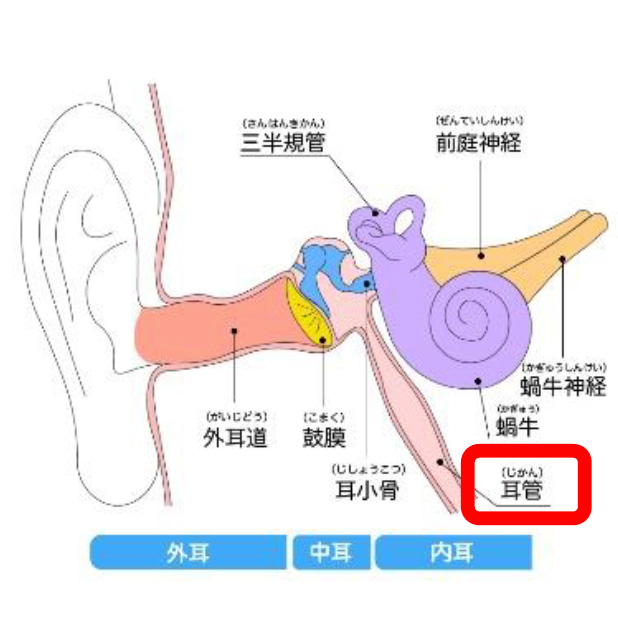 症 開放 耳 管 耳管開放症について
